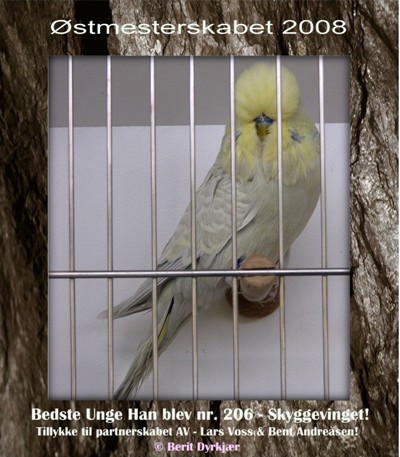 Images: Bedste Unge Han - AV.JPG