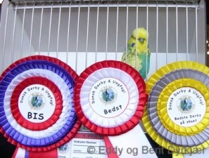 Images: bis_av_derby08_bd2.JPG Images: bis_av_derby08_bd2.JPG