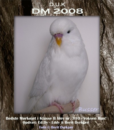 Images: grp_21_bedste morkojet_klasse_b.JPG Images: grp_21_bedste morkojet_klasse_b.JPG