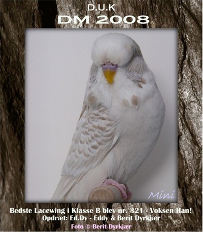 Images: grp_23_bedste_ lacewing_klasse_b.JPG Images: grp_23_bedste_ lacewing_klasse_b.JPG