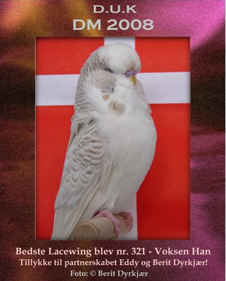 Images: mini_lacewing_dm2008.JPG Images: mini_lacewing_dm2008.JPG